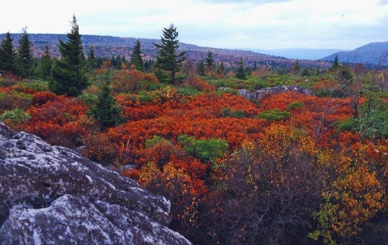Cranberry Glades, United States